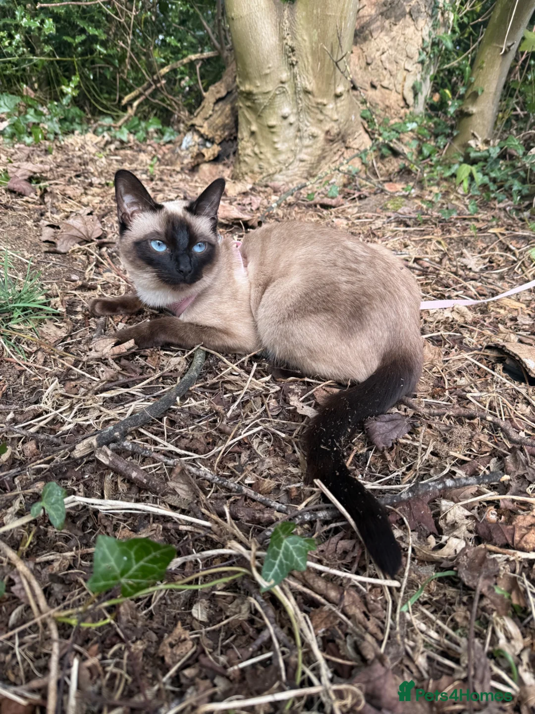 Siamese cats for sale: 2 year old siamese female  - Advert 2