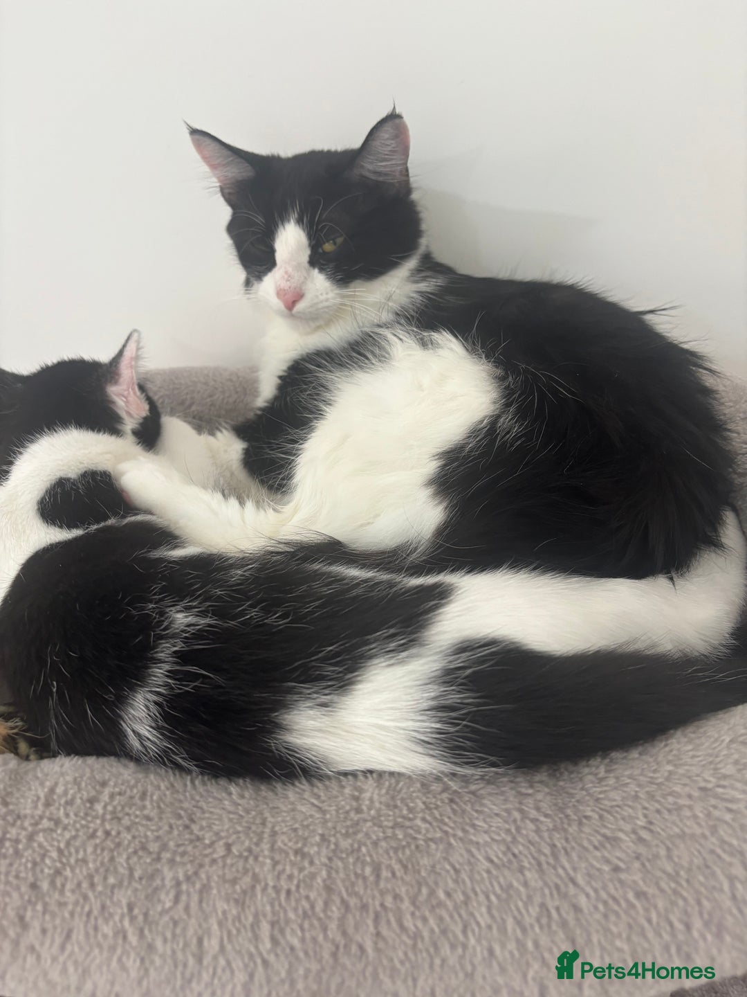 Mixed Breed cats for sale: 1 mum + 2 younger ones  - Advert 6