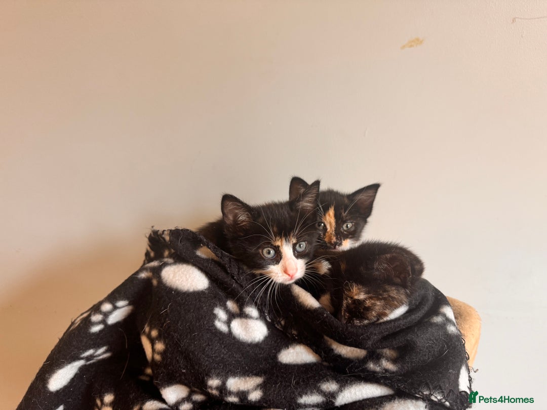 Domestic Shorthair cats for sale: 3 kittens for sale - Advert 11