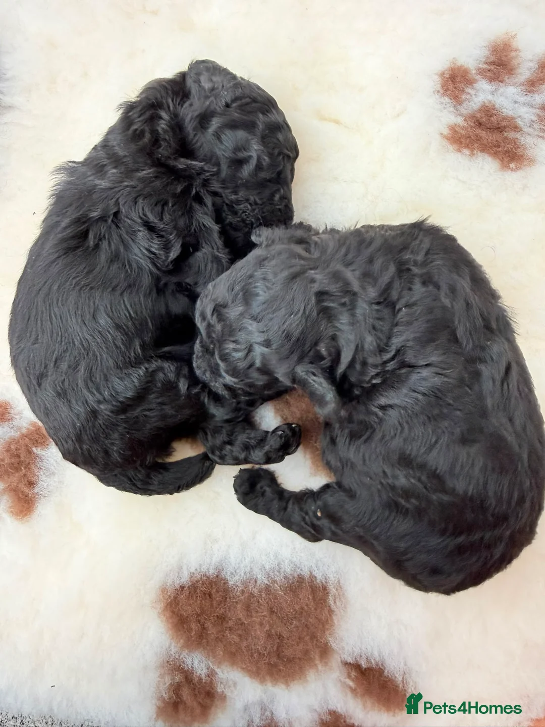 Toy Poodle dogs for sale: Toy poodle  - Advert 10