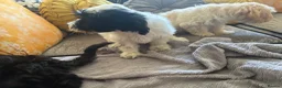 Mixed Breed dogs for sale: Puppies hair don’t fall out look like cocker poo  - Advert 3