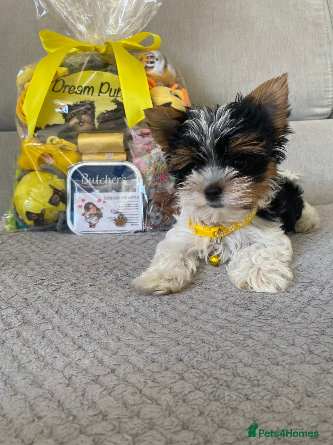 Yorkshire Terrier dogs for sale: Beautiful very small xxxs Biewer Yorkshire Terrier - Image 9