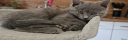 Russian Blue cats for sale: Russian blue x Maine coon kittens 8 weeks old - Advert 12