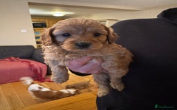 Cavapoo dogs for sale: Gorgeous F1 Cavapoo pups (1 male 1 female left)   - Image 7