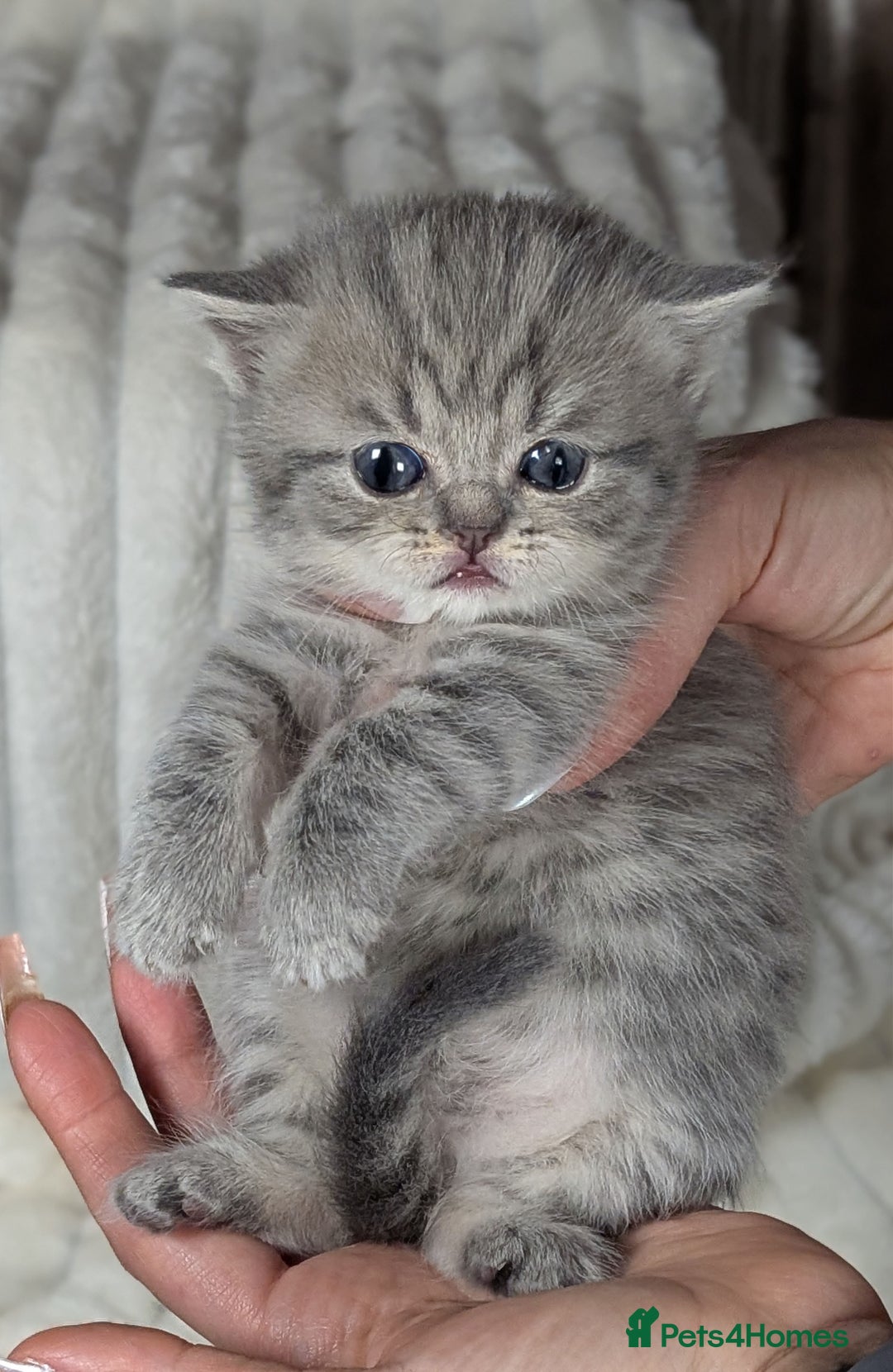 Scottish Fold cats for sale: 🐾TICA red ❣️SCOTTISH Fold•Straight - Advert 31