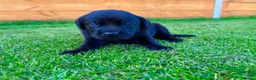 Labrador Retriever dogs for sale: KC Registered Labrador Babies 🐾🐾🐾 - Advert 8