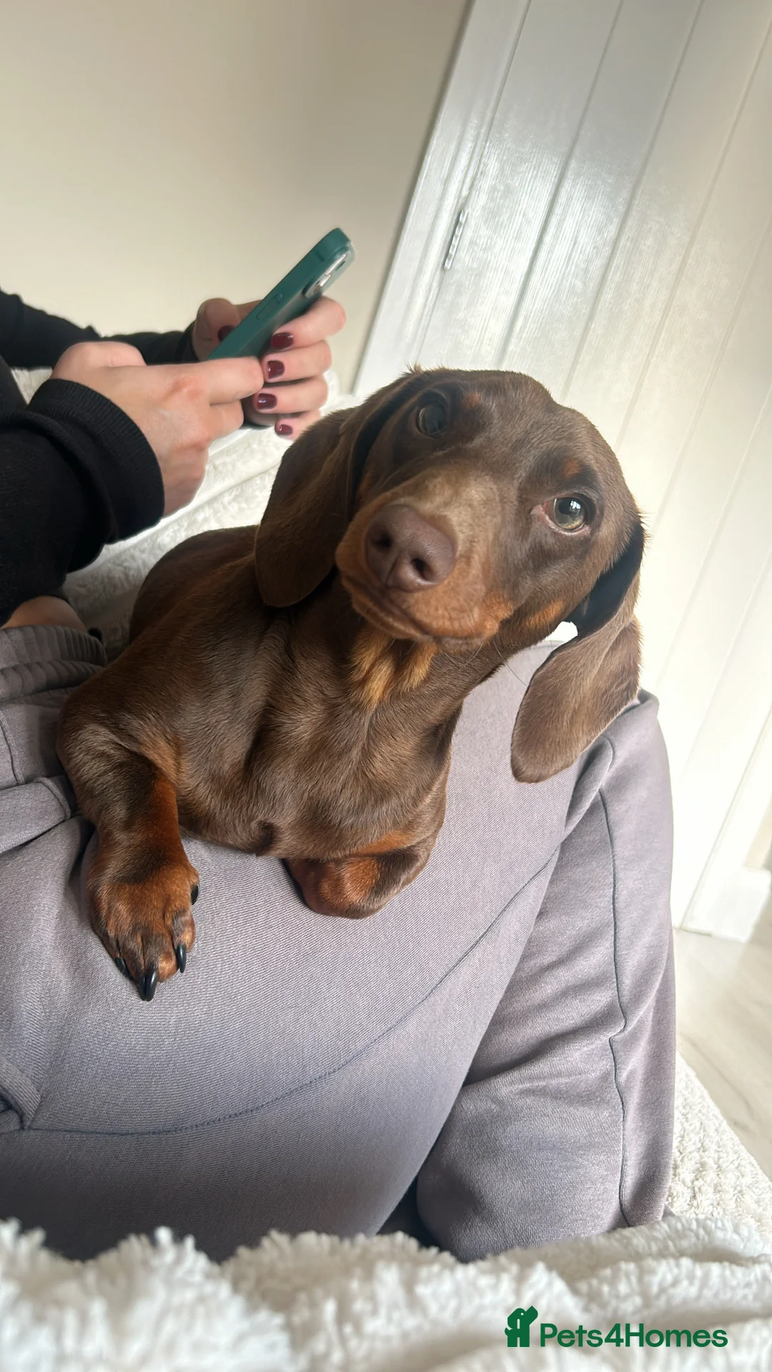 Dachshund dogs for stud: Richmond the stud  - Advert 3