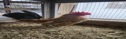 Chickens poultry for sale: 🐓 Serama Bantam Roosters 🐓  - Advert 11