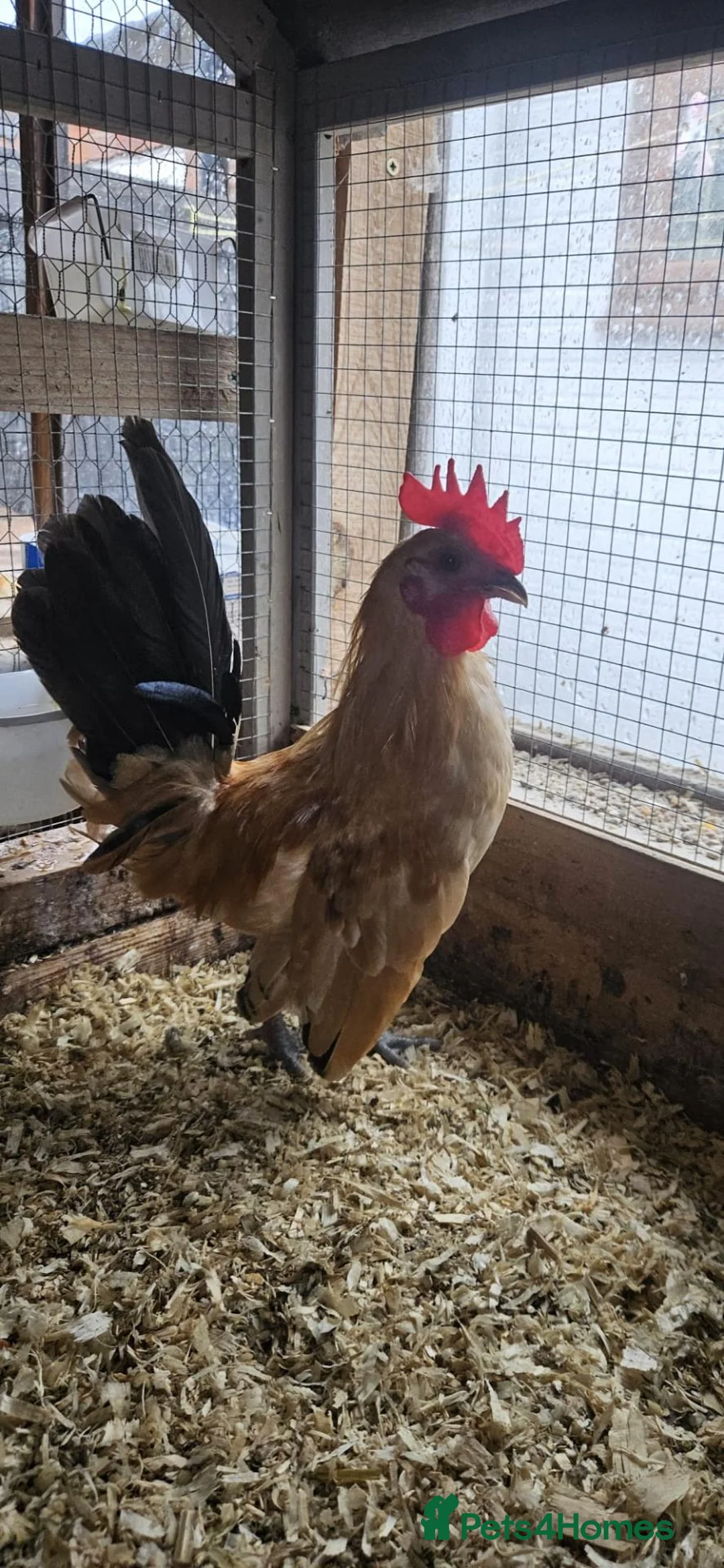 Chickens poultry for sale: 🐓 Serama Bantam Roosters 🐓  - Advert 11