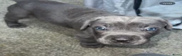 Cane Corso dogs for sale: Cane Coros Puppies For Sale  - Advert 4