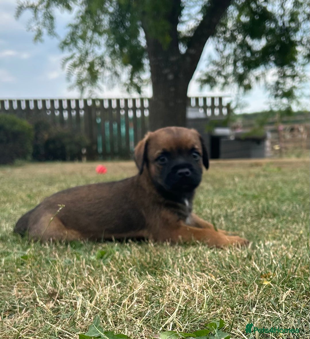 Border Terrier dogs for sale: Fabulous Chucky Boys - Image 7