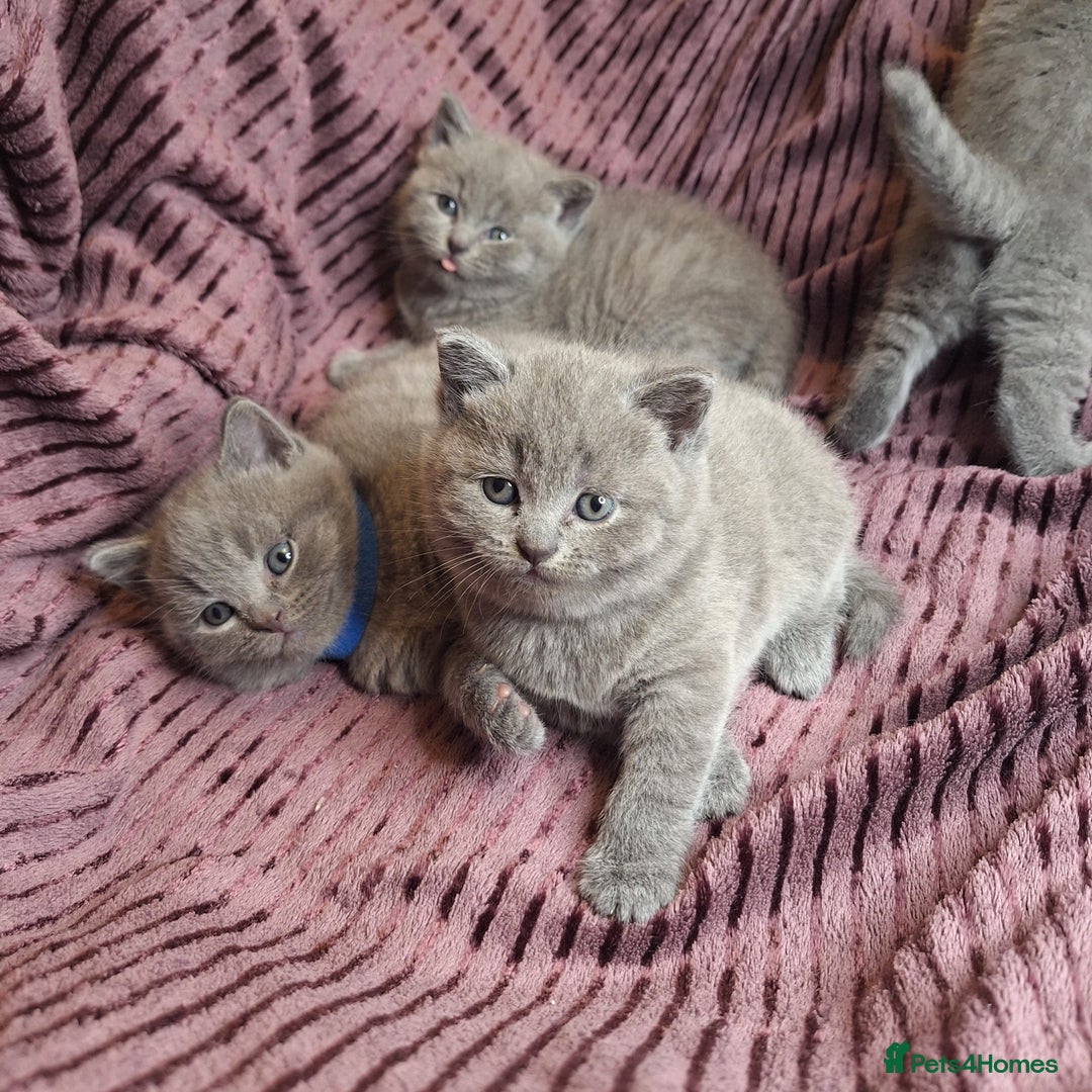 British Shorthair cats for sale: ✨British Shorthair Kittens looking for new family✨ - Advert 9