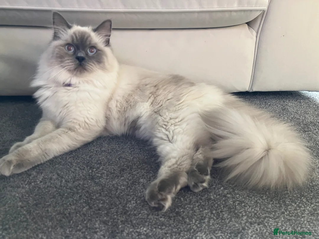 Ragdoll cats for sale: Stunning Bluepoint Ragdoll Kittens for sale - Advert 2