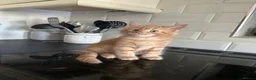 Mixed Breed cats for sale: Ready now, maine coon cross kittens in Tamworth - Advert 4