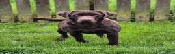 Labrador Retriever dogs for sale: Quality Chunky KC reg pups - Health Tested Parents - Advert 11