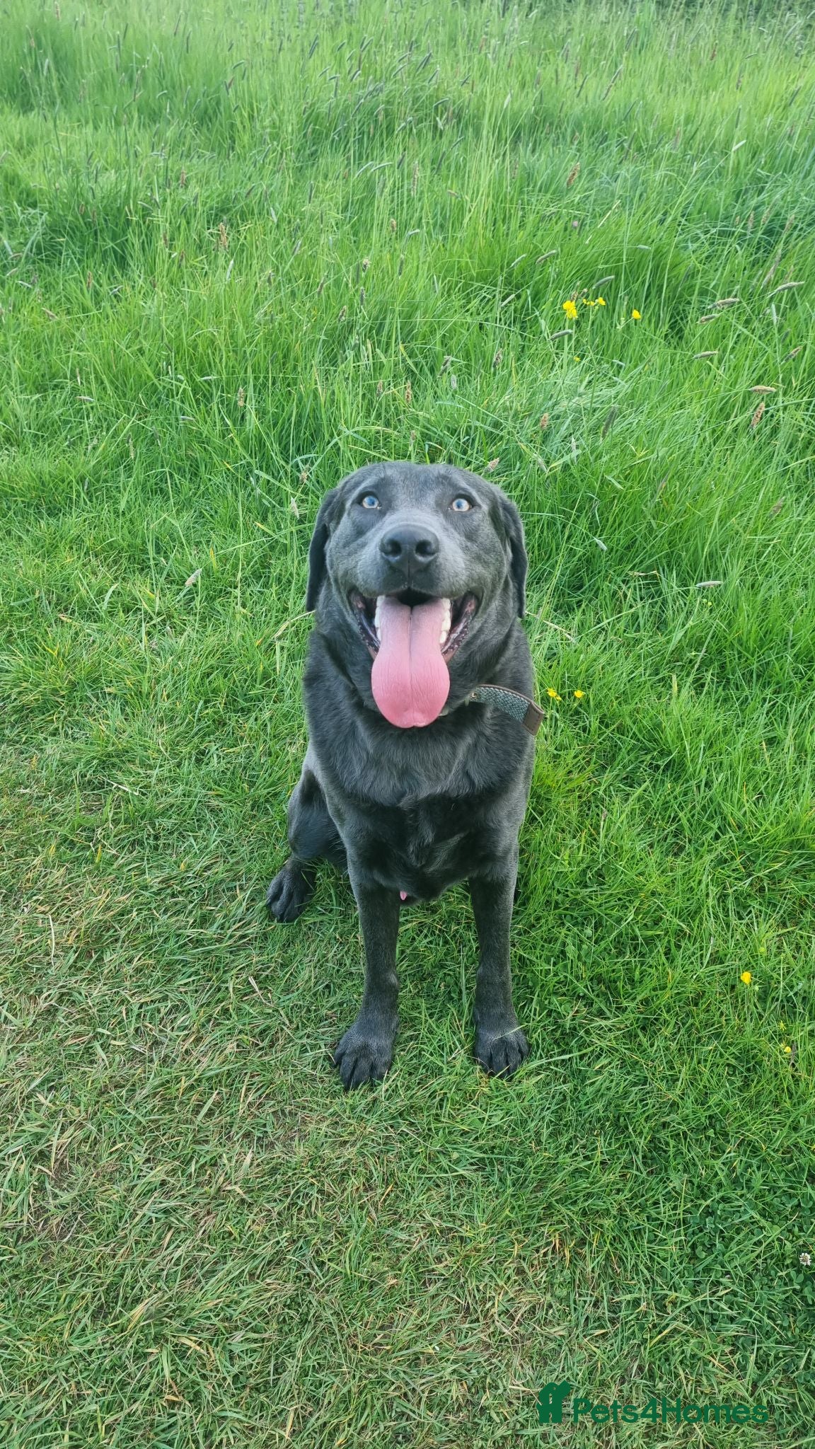 Labrador Retriever dogs Charcoal Labrador Harvey - Advert 10