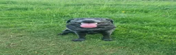 Labrador Retriever dogs for sale: Charcoal Labrador Harvey in Bournemouth - Advert 1