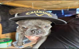 French Bulldog dogs for sale: Frenchie For New Home*** - Image 5