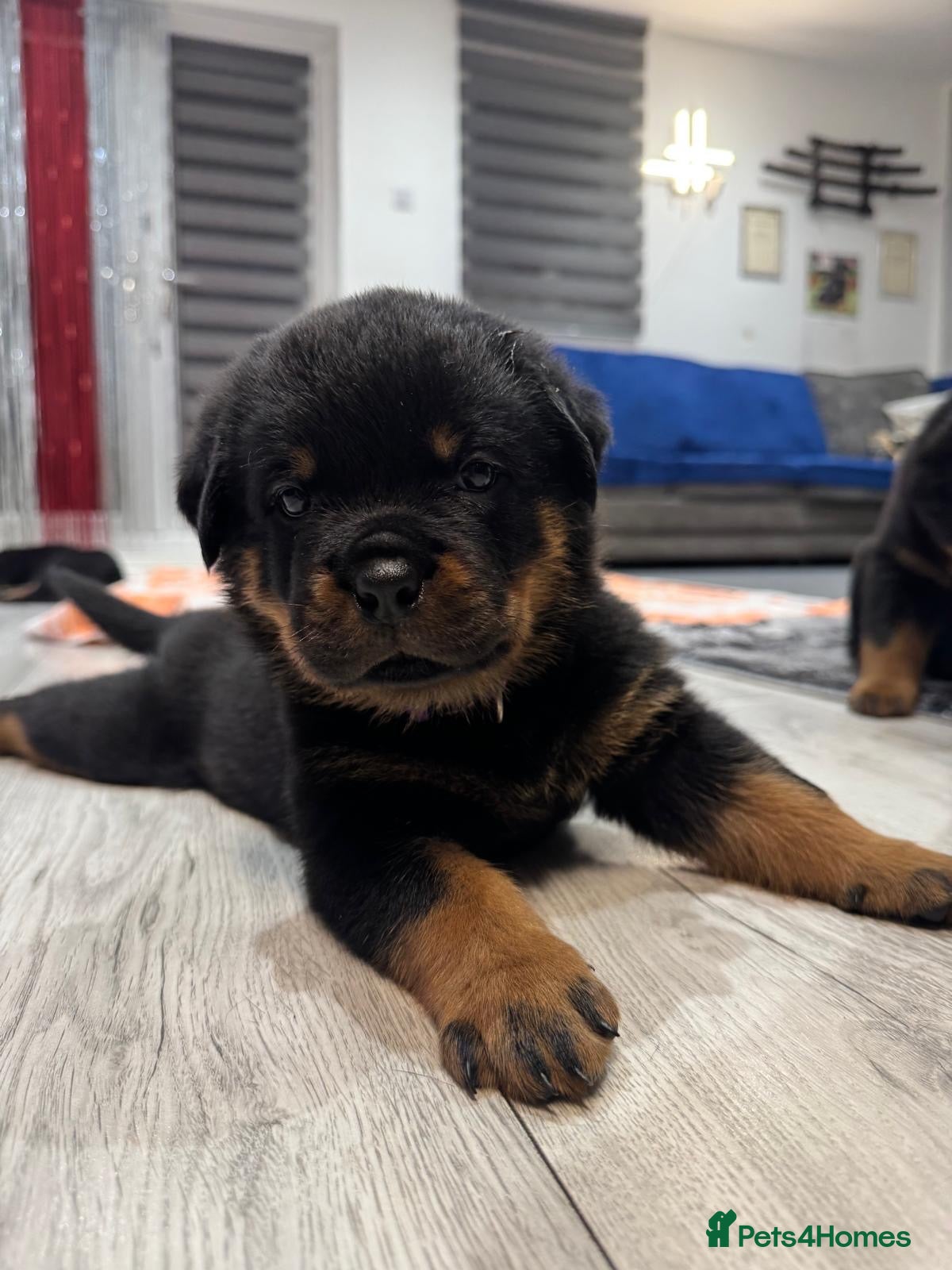 Rottweiler dogs Beautiful ROTTWEILER puppies  - Advert 2