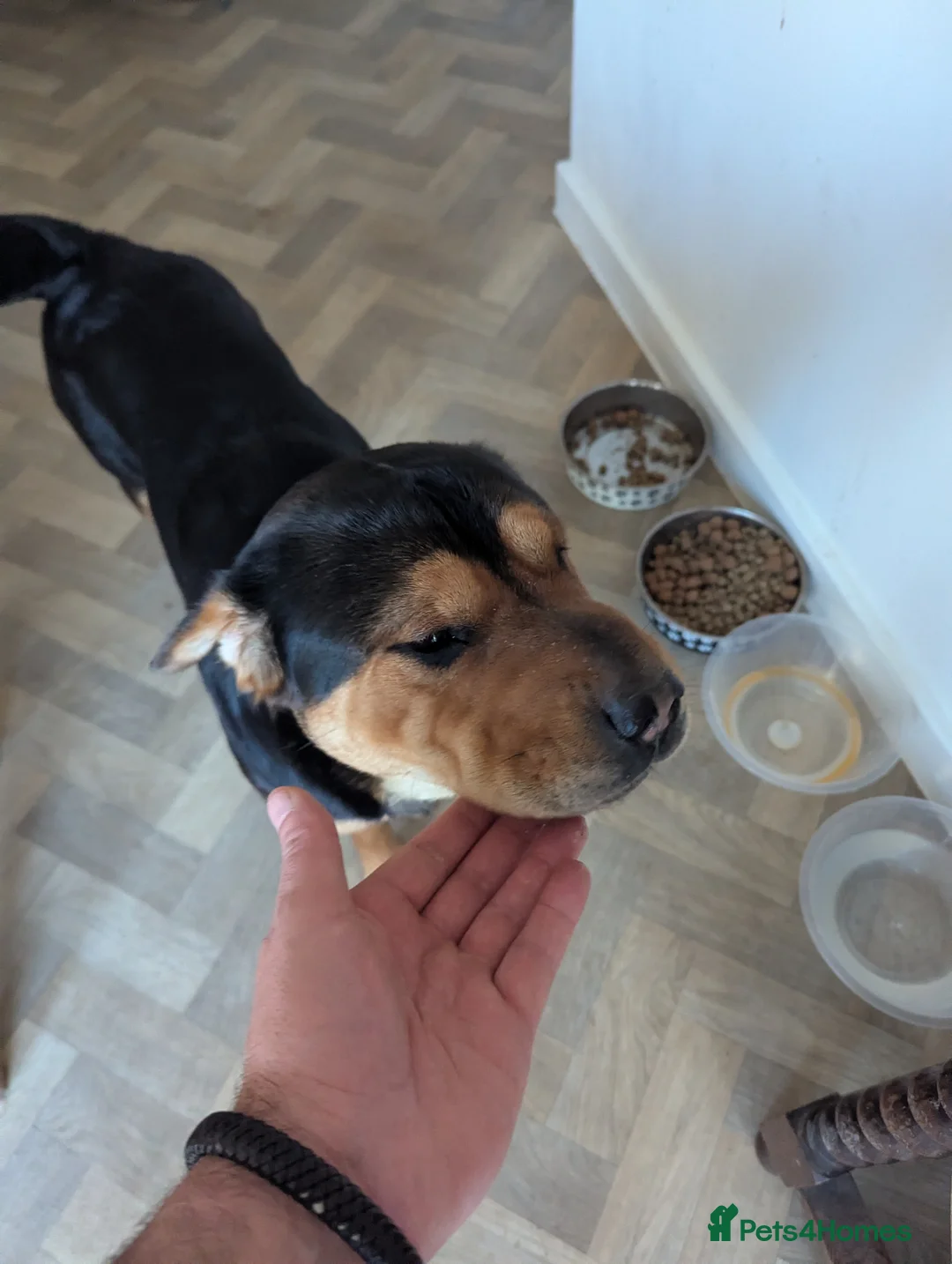 Mixed Breed dogs for sale: Shar-pei cross Rottweiler 18 months old  - Advert 2