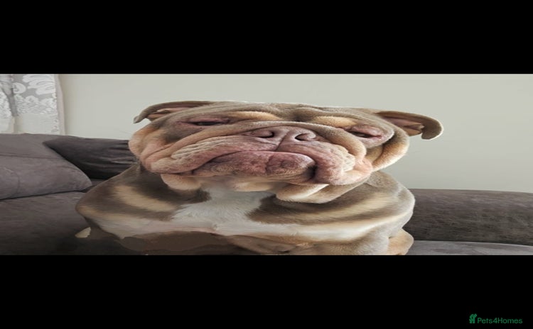 English Bulldog dogs - Advert 10