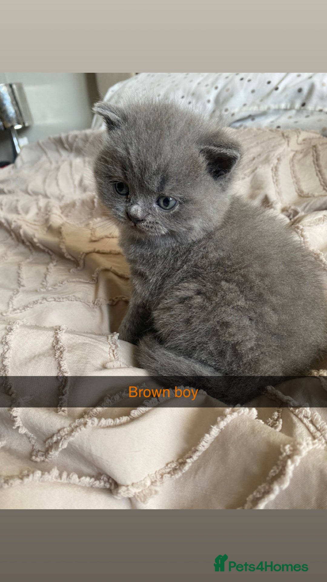 British Shorthair cats for sale: British blue shorthaired kittens  - Advert 8