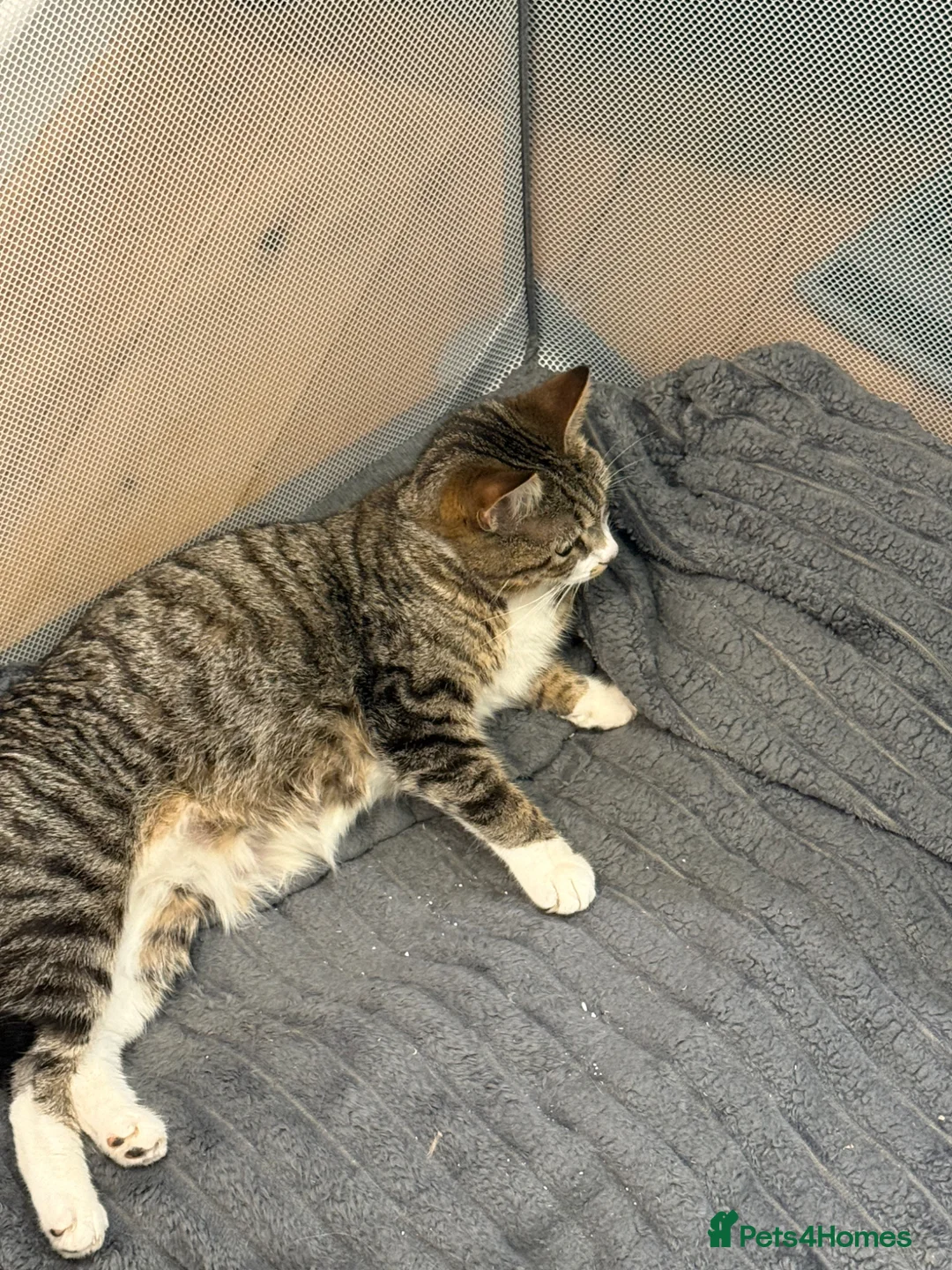 Persian cats for sale: 4 beautiful kittens  in Rugeley - Advert 2