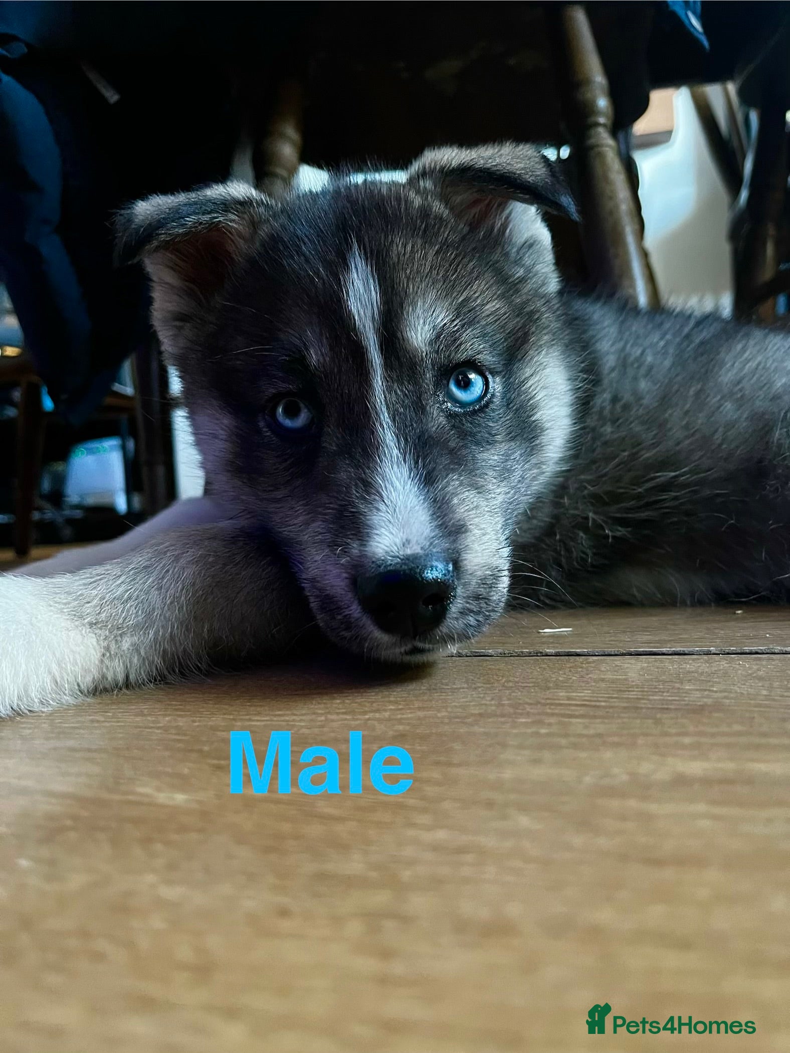 Siberian Husky dogs Stunning Siberian Husky Puppies - Advert 3