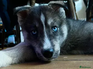 Siberian Husky dogs Stunning Siberian Husky Puppies - Advert 10