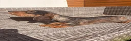 Dachshund dogs for sale: Standard quality Wire haired dachs - Advert 2
