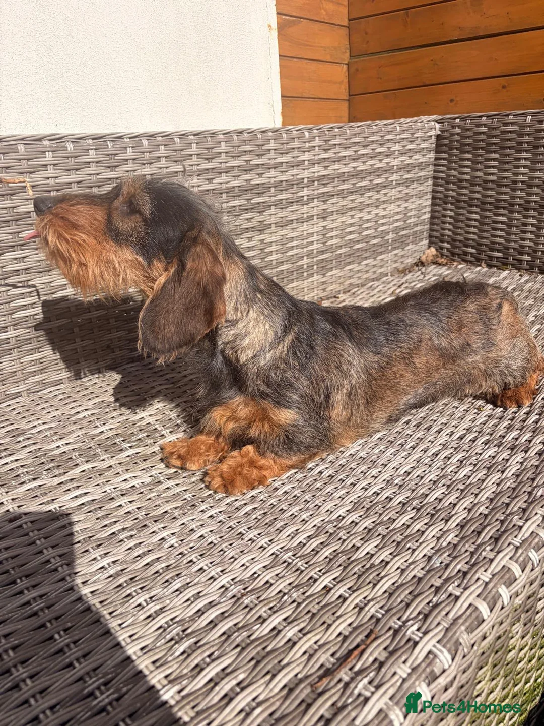 Dachshund dogs for sale: Standard quality Wire haired dachs - Advert 2