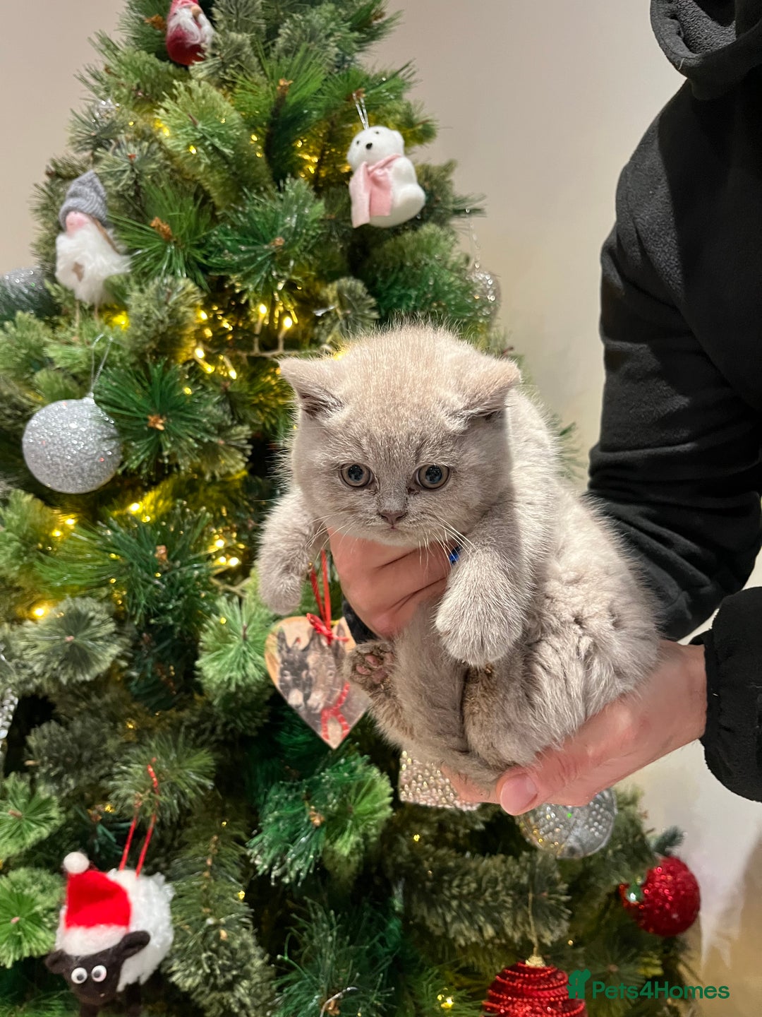 British Shorthair cats for sale: ⭐️ PURE BREED BRITISH SHORTHAIR KITTENS - Advert 4