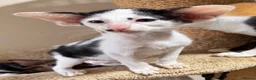 Oriental cats for sale: Pedigree GCCF Oriental Kittens  - Advert 8