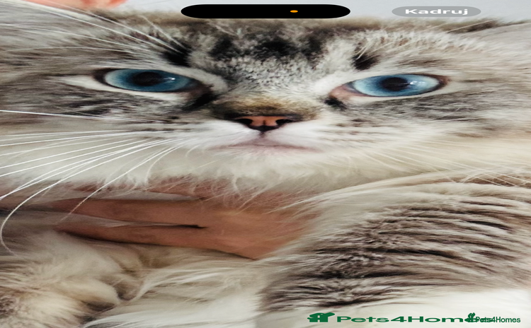 Ragdoll cats - Advert 1