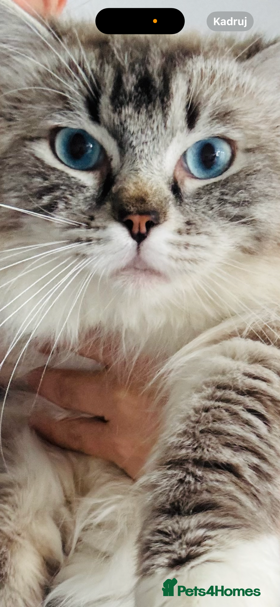 Ragdoll cats for stud: TICA stunning active boy for stud/Blood A - Image 1