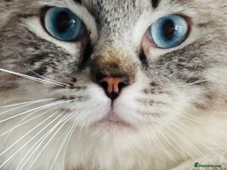 Ragdoll cats - Advert 5