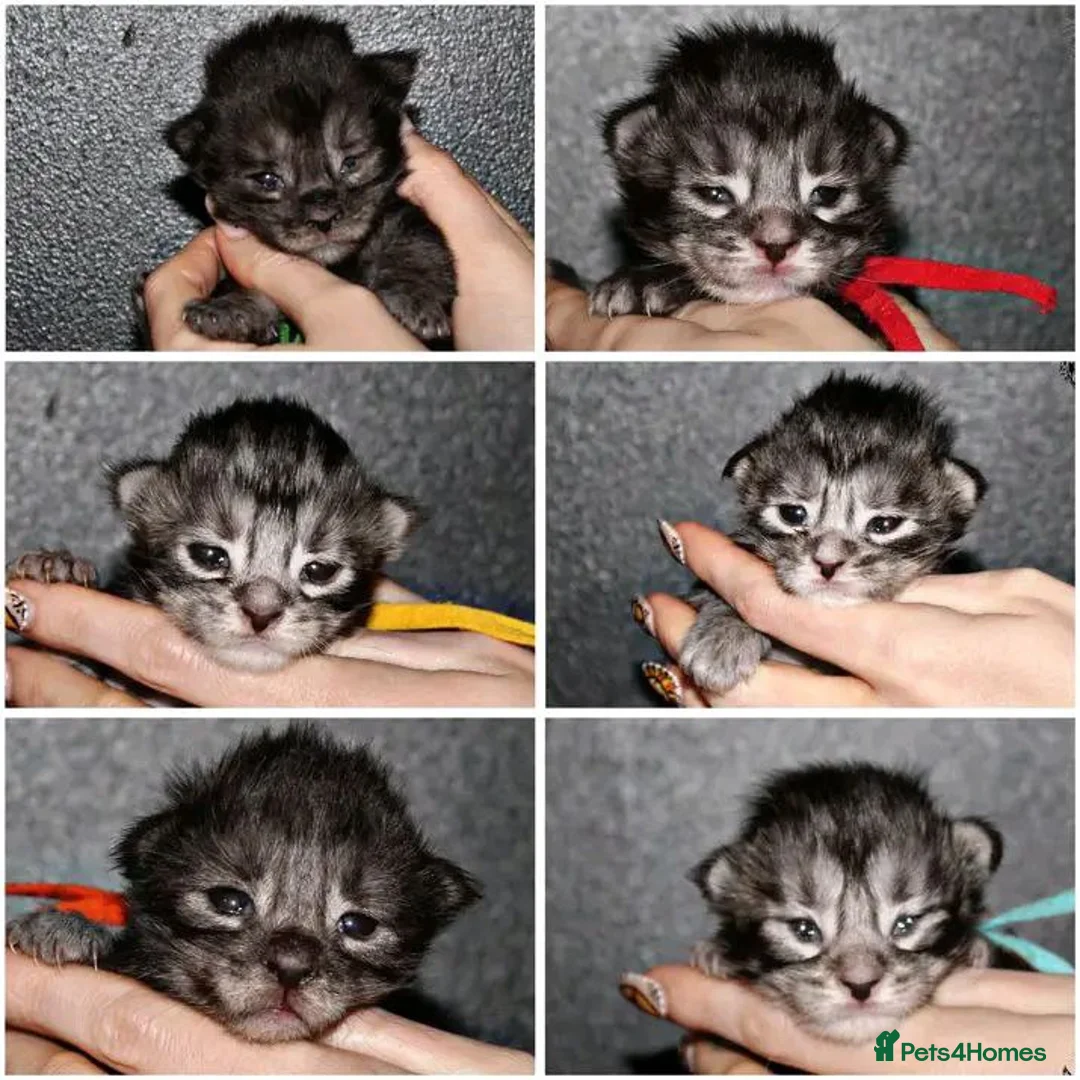 Maine Coon cats for sale: Beautiful Maine Coon kittens - Advert 9