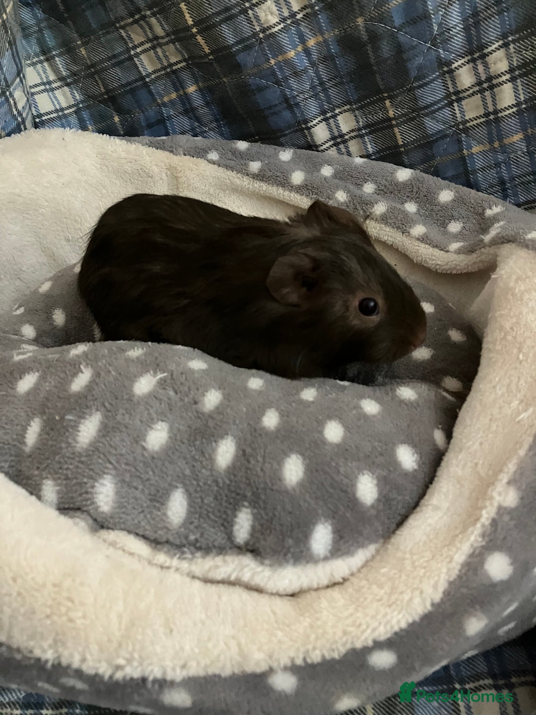 Guinea Pig rodents for sale: Lots of lovely baby boys  - Advert 6