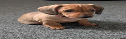Mixed Breed dogs for sale: Dachshund x pug beautiful girl left - Advert 5
