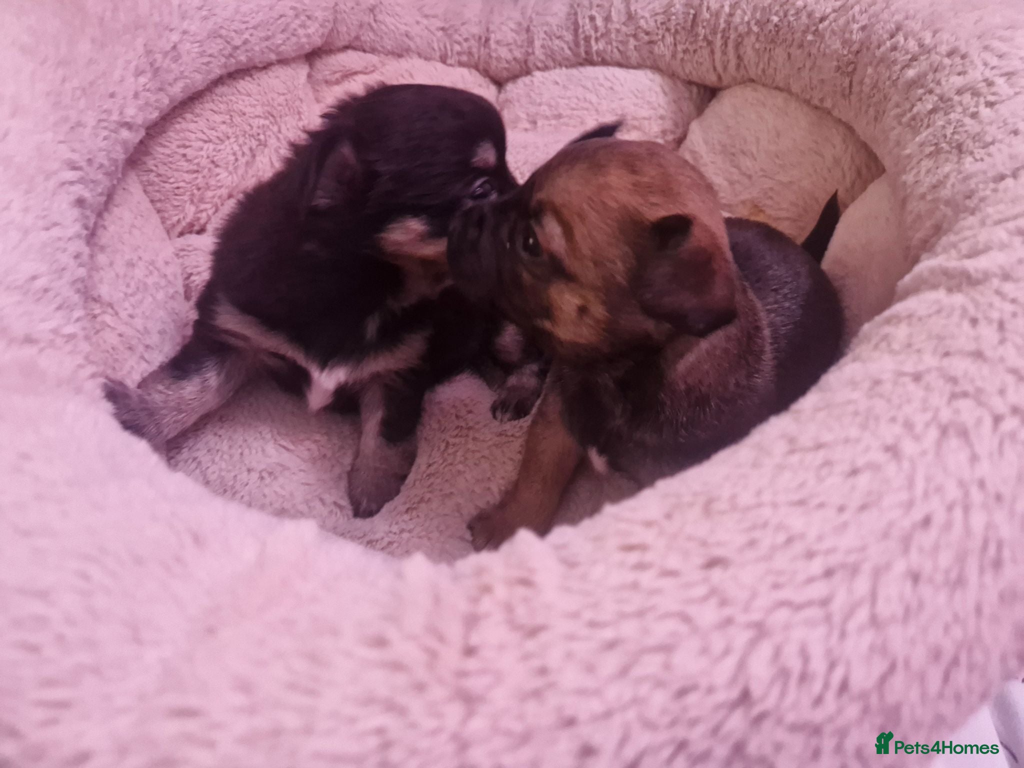 Pomchi dogs Pomchis 💙💙💖 - Advert 11