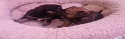 Pomchi dogs for sale: Pomchis 💙💙💖 - Advert 4
