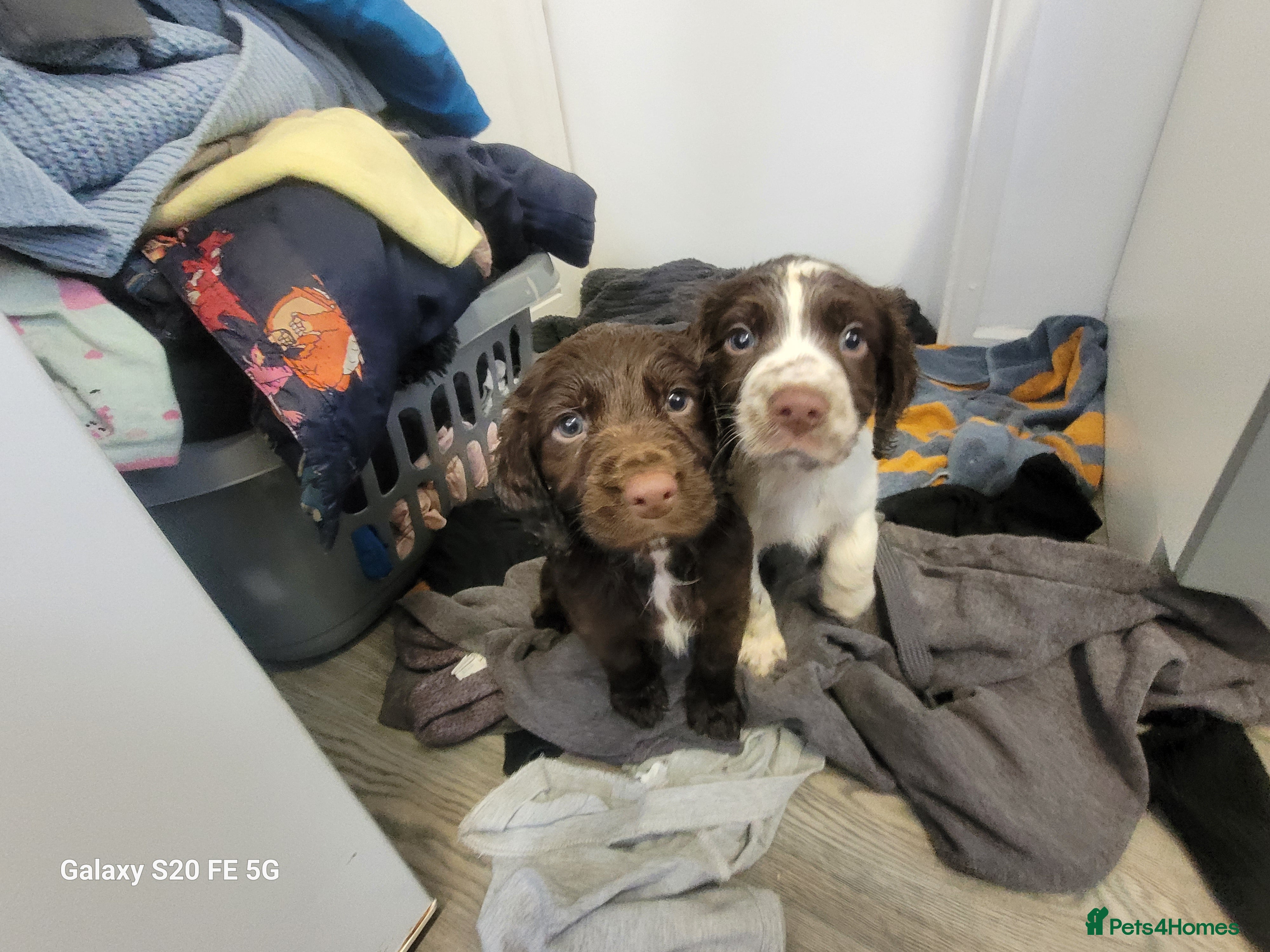 Sprocker dogs Sprocker pups  - Advert 11