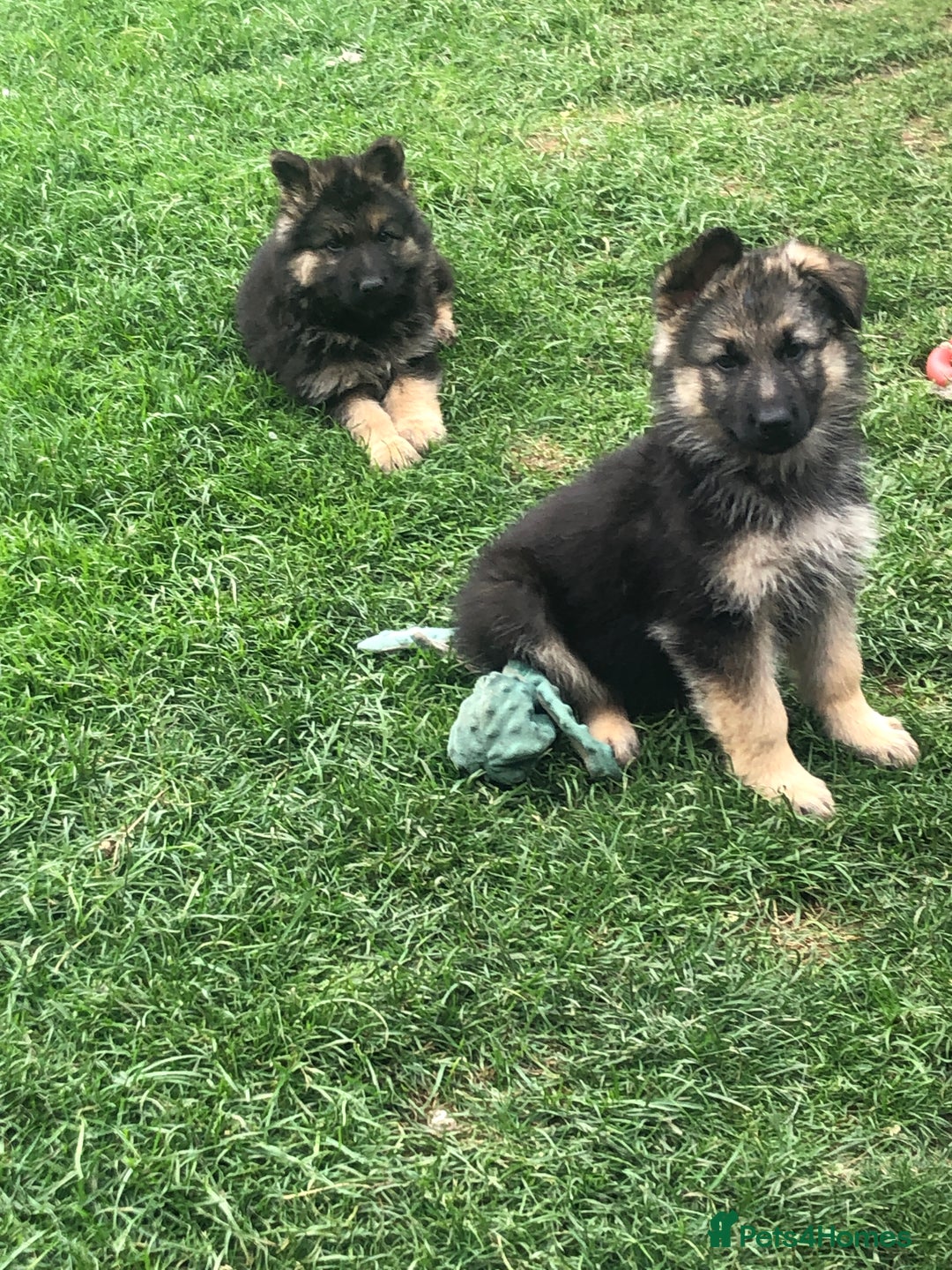 German Shepherd dogs for sale: Ready to leave 🐾 GSD Puppies - Image 39