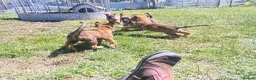 Mixed Breed dogs for sale: Belgian Malinois × German Shepherd Puppies 4 in Radstock - Advert 7