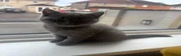 British Shorthair cats for sale:     British Shorthair Kittens – 3 Beautiful Girls - Advert 23