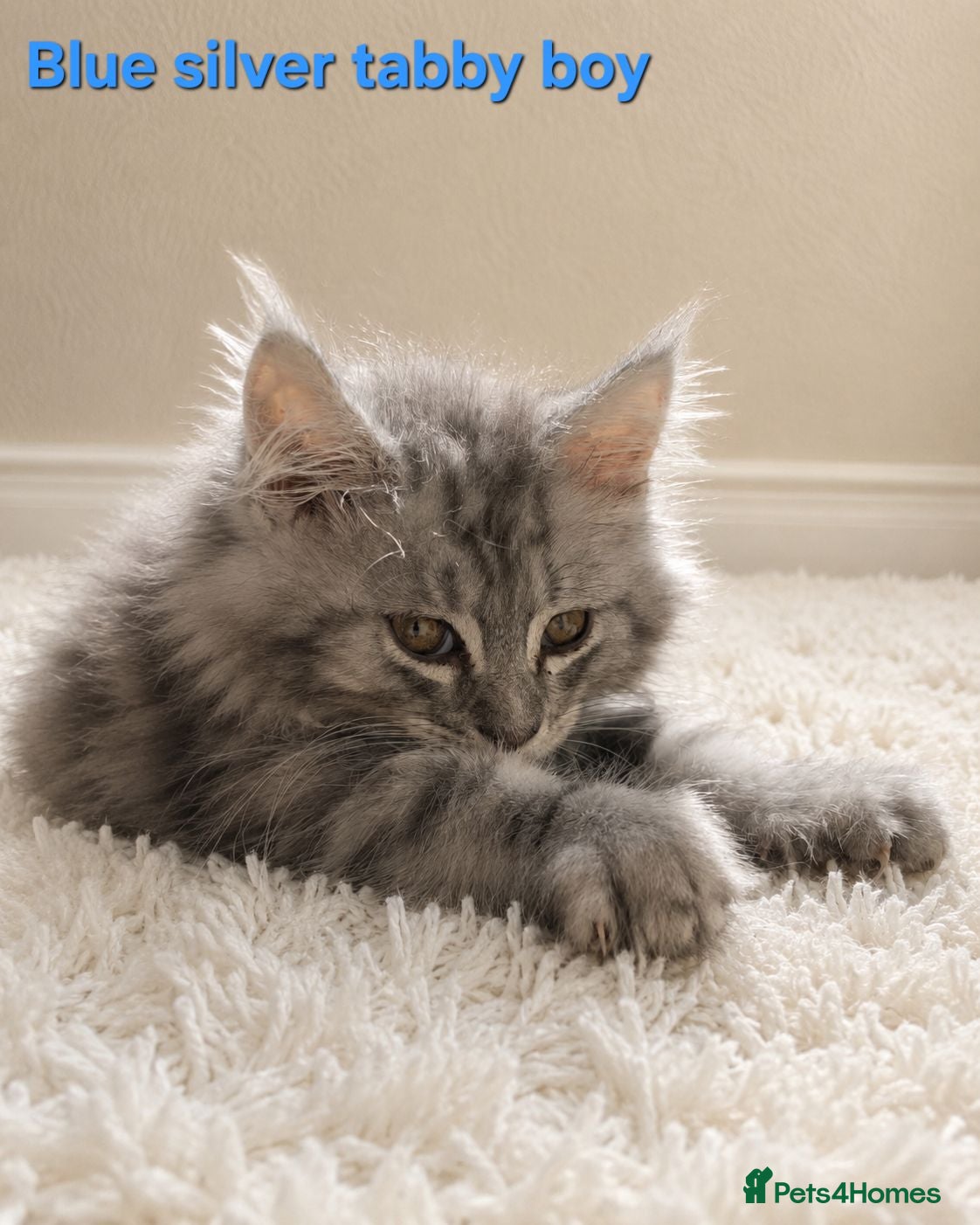 Maine Coon cats STUNNING MAINE COON KITTENS FOR SALE! - Advert 1