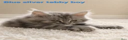 Maine Coon cats for sale: STUNNING MAINE COON KITTENS FOR SALE! - Advert 3