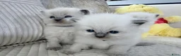 Ragdoll cats for sale: Blue Point Ragdoll Kittens for sale - Advert 16