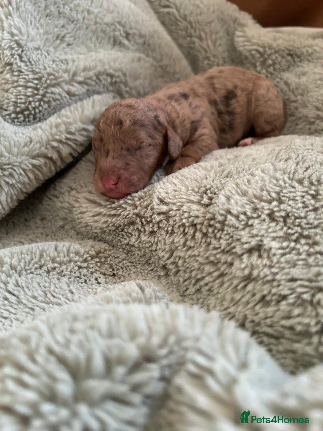 Labradoodle dogs for sale: Australian Labradoodle Puppies - Advert 8