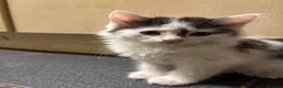 Turkish Angora cats for sale: 2 female 1 male Turkish angora kittens  - Advert 8